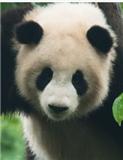 Ursus《熊属》