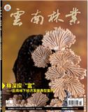 云南林业