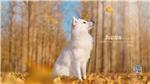 学术小菜鸟