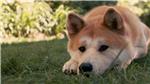 学术柴犬
