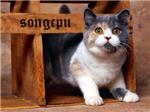抓狂猫