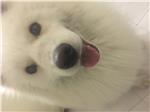 大头大头